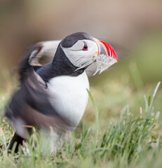 atlantic puffin bird with fish