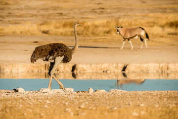 A horizontal shot of a large oryx sand an ostrich walking next to a deep blue watering hole in a pan, surrounded by yellow sand in the late afternoon light, Etosha National Park, Namibia
