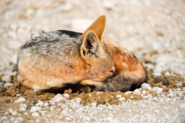 A horizontal shot of a black-backed jackal lying and sleeping on a pile of warm elephant dung to heat itself up, taken at dawn in the Etosha National Park, Namibia