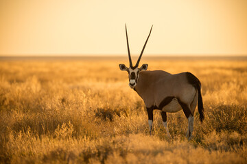 A horizontal shot of an oryx looking straight at the camera in long dry yellow grass, photographed...