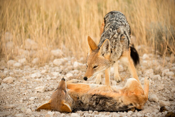A horizontal shot of a pair of black backed jackal playing in the soft early morning light, Etosha National Park, Namibia