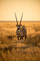 A vertical shot of an oryx grazing in long dry yellow grass, photographed during a golden sunrise...