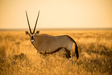 A horizontal shot of an oryx standing and looking in long dry yellow grass, photographed during a golden sunrise in the Etosha National Park, Namibia
