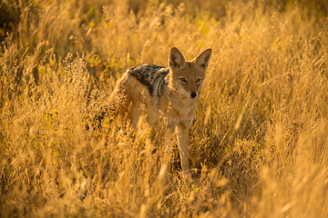 A watchful black backed jackal at sunrise, looking towards the camera and standing in long dry yellow grass. This photograph was taken in the Etosha National Park in Namibia