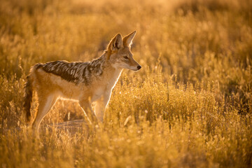A watchful black backed jackal backlit at sunrise, standing and looking into the distance and standing in long dry yellow grass. This photograph was taken in the Etosha National Park in Namibia - obrazy, fototapety, plakaty