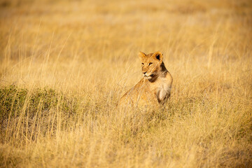 A horizontal shot of a female lioness sitting in the long yellow grass in the golden early morning light, Etosha National park, Namibia