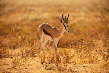 A close up portrait of a springbok walking in long yellow grass, taken at sunrise in the Etosha national Park in Namibia - obrazy, fototapety, plakaty