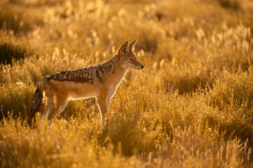 Naklejka na ściany i meble A backlit watchful black backed jackal during a golden sunrise, looking into the distance and standing in long dry yellow grass. This photograph was taken in the Etosha National Park in Namibia