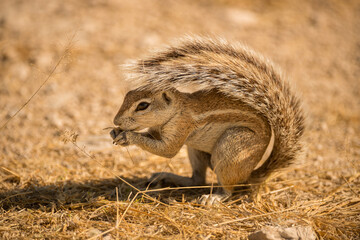 A horizontal close-up portrait of a crouching African ground squirrel foraging for food, in the early morning, taken in the Etosha National Park, Namibia.