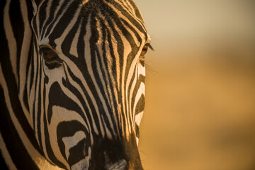 A detailed horizontal close up portrait of a zebras face and eye in the early golden morning light, Etosha National Park, Namibia