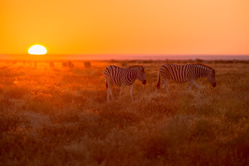 A horizontal shot of two Zebra walking towards the camera and grazing in the grass, against a beautiful golden sky at sunrise, photographed in the Etosha National Park, Namibia
