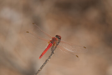 red veined darter dragonfly sitting on a stick