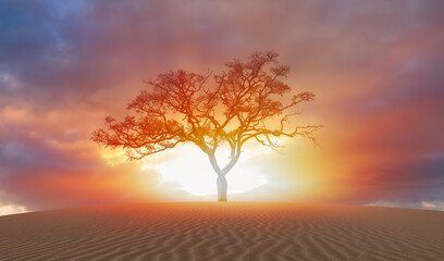 Silhouette of lone tree in desert at sunset