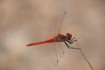 red veined darter dragonfly sitting on a stick