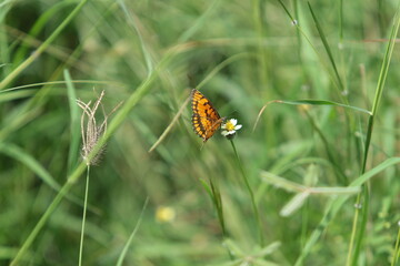 butterfly on grass