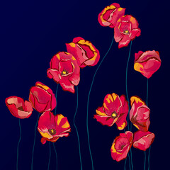 Czerwone kwiaty mak na długiej  łodyżce na ciemnym niebieskim tle - obrazy, fototapety, plakaty