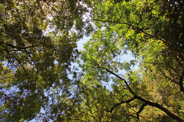 Obraz premium tree in the forest