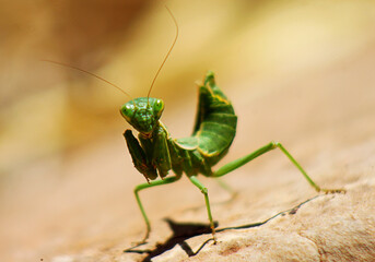 praying mantis on leaf