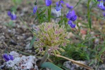 Blooming wild onion, scientific name Allium tolmiei