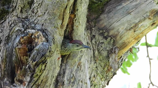 Gr&uuml;nspecht&nbsp;(Picus viridis)