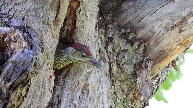 Gr&uuml;nspecht&nbsp;(Picus viridis)