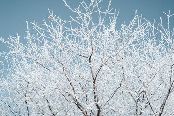 Tree covered with frost and snow on sunny winter day against clear blue sky, outdoors