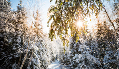 Winter in the mountain forest Beskidy Poland landscape