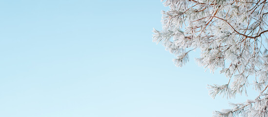 Pine tree twig covered with hoarfrost and snow on sunny winter day against background of clear blue...
