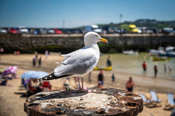 Seagull, perched overlooking a typical British beach in the summer