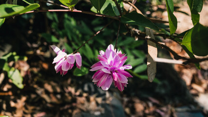 pink flowers