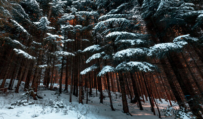 Fototapety na wymiar - Fototapeta24.pl