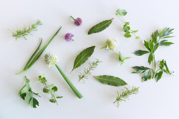 Edible plant collection isolated on white background. Ground Ivy, Rosemary, Allium, Chives, Bay Leaf, Ocimum Basilicum, Green Lovage.Top view.