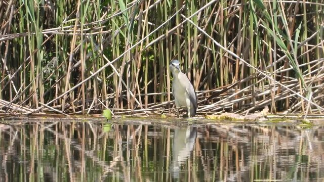 Nachtreiher&nbsp;(Nycticorax nycticorax)