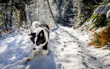 Funny dog runs over snowy path in winter forest