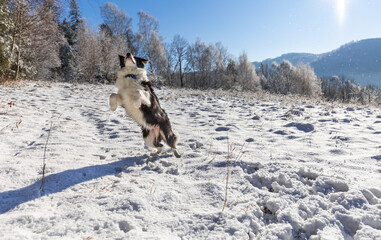 Dog in the snow having fun and jumps