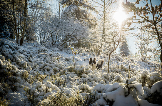 Dog surrounded by frozen plants in the snowy winter forest