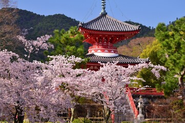 Obraz premium 春の京都・大覚寺 桜の季節