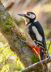 bird, natur, wild lebende tiere, specht, tier, wild, schnabel, jägerliest