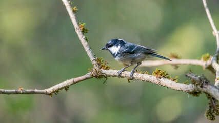 bird, natur, robin, wild lebende tiere, tier, wild, ast, schnabel, baum, bird