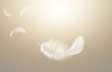Lightly Soft of Fluffy White Feathers Floating in The Sky. Swan Feather Flying on Heavenly in Concept.