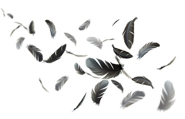 Abstract Black Bird Feathers Floating on White Background	
