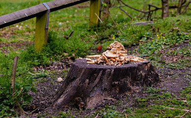 Robin on a pile of bread