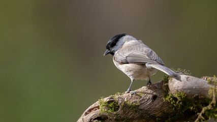 bird, natur, wild lebende tiere, tier, wild, ast, schnabel, fliegenschnäpper, garden, gering,