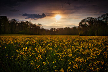 Obraz premium sunset rapeseed field in summer in germany