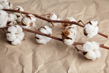White cotton plant flowers on crumpled craft paper background