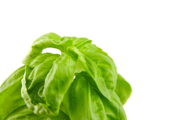 Basil herb with green fresh leaves isolated on white