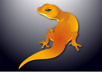 ヒョウモントカゲモドキ