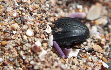 urchin on the beach