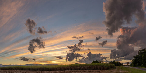 Fototapeta na wymiar sunset over a sugar cane field