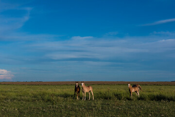 Horse silhouette at sunset, in the coutryside, La Pampa, Argentina.